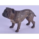 A LATE 19TH CENTURY AUSTRIAN COLD PAINTED BRONZE FIGURE OF A BULL DOG modelled upon all fours. 10 cm