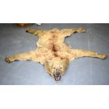 A VICTORIAN GRIZZLY BEAR TAXIDERMY SKIN. 195 cm x 200 cm.