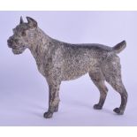 A LATE 19TH CENTURY AUSTRIAN COLD PAINTED BRONZE FIGURE OF A SCHNAUZER modelled standing upon all