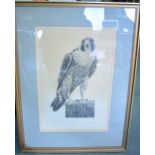 DON CORDERY A LIMITED EDITION ARTIST PROOF PRINT, "Peregrine Falcon". 46 cm x 30 cm.