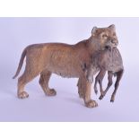 A RARE LATE 19TH CENTURY AUSTRIAN COLD PAINTED BRONZE FIGURE OF A LIONESS modelled holding a kid