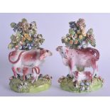 Late 18th / early 19th c. Derby pair of figures of a cow and calf, the cows standing before a