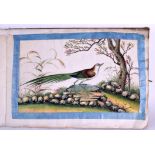 A FINE SET OF TWELVE 19TH CENTURY CHINESE PITH PAPER WATERCOLOURS painted with exotic birds and