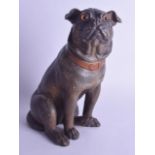 A LATE 19TH CENTURY AUSTRIAN COLD PAINTED TERRACOTTA PUG DOG with glass eyes modelled standing