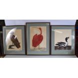 AFTER ELEAZAR ALBIN (1690-1742), good set of four framed ornithological watercolours, depicting