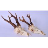 TWO DEER SKULLS WITH ANTLERS, probably Roe or Fallow deer. 37 cm and 29 cm wide.
