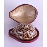 A CHARMING 18TH/19TH CENTURY GOLD MOUNTED CONCH SHELL SNUFF BOX contained within a fitted red