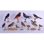A GOOD COLLECTION OF 19TH CENTURY TAXIDERMY BIRDS in various forms and sizes. Largest 18 cm x 18 cm.