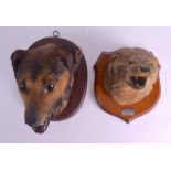 A VICTORIAN/EDWARDIAN TAXIDERMY OTTER with silver mounts, together with a Taxidermy dogs head,