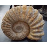 A HUGE AMONITE FOSSIL, of ridged swirled form. 46 cm wide.