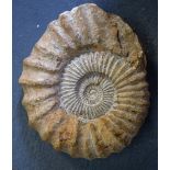AN EARLY AMONITE FOSSIL, of ridged swirl form. 22 cm wide.