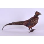 A LATE 19TH CENTURY AUSTRIAN COLD PAINTED BRONZE PHEASANT modelled roaming. 15 cm wide.