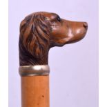 A LATE VICTORIAN CARVED WOOD DOG HEAD PARASOL with glass eyes and white metal rim. 82 cm long.