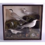 A LARGE VICTORIAN SEAGULL TAXIDERMY DISPLAY modelled upon a naturalistic landscape. 46 cm x 42 cm.