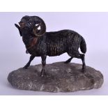 A GOOD 19TH CENTURY AUSTRIAN COLD PAINTED BRONZE FIGURE OF A RAM Attributed to Franz Xavier