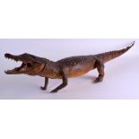 A LATE VICTORIAN/EDWARDIAN TAXIDERMY CROCODILE of naturalistic form. 112 cm long.
