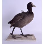 A LATE VICTORIAN/EDWARDIAN TAXIDERMY WATER FOWL modelled upon a painted base. 31 cm x 22 cm.