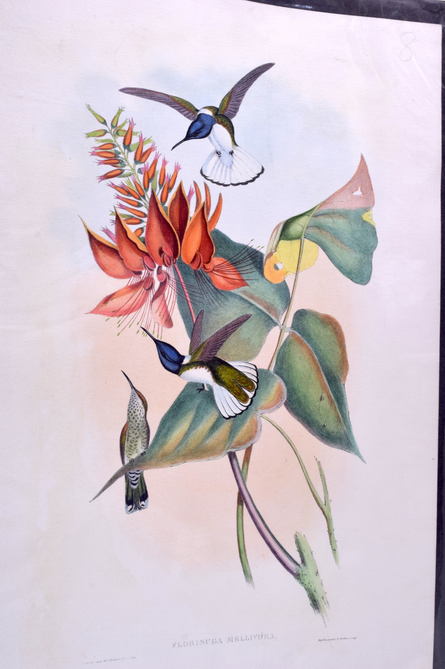 A PAIR OF PRINTS DEPICTING BIRDS AMONGST FOLIAGE, together with a print of crested cockatoos - Image 4 of 4