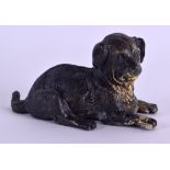 A COLD PAINTED BRONZE FIGURE OF A RECUMBENT HOUND. 10 cm wide.