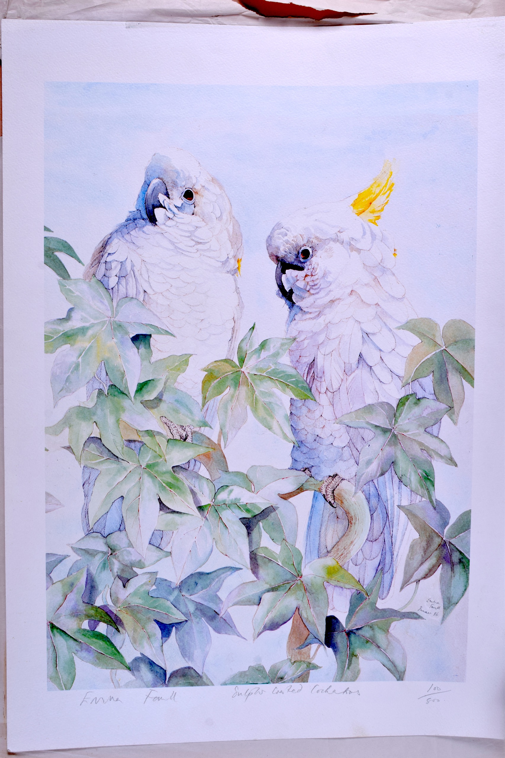 A PAIR OF PRINTS DEPICTING BIRDS AMONGST FOLIAGE, together with a print of crested cockatoos