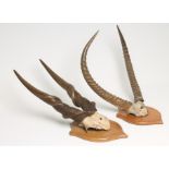 AN ELAND SKULL MOUNT, early-mid 20th century, on an oak shield, 35 1/2" high, together with a
