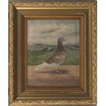 C.H. WADSWORTH (19th/20th Century), Portrait of the Racing Pigeon "Remembrance", oil on canvas,