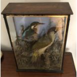Taxidermy case with a kingfisher and green woodpecker