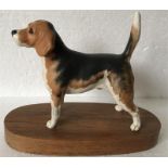 A Beswick champion beagle, Wendover Billy.