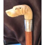 Early 19thC finely carved ivory handled walked stick depicting a dog, one glass eye missing 79.5cms