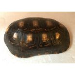 A tortoise shell 20cms x 11cms. Good condition.