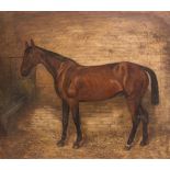 19TH CENTURY, "HORSE IN A STABLE", oil on canvas, unsigned, unframed, relined, 26.5" x 23" approx