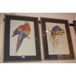 Two reproduction colour prints depicting a red and yellow macaw and a blue and yellow macaw, with
