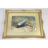 Victorian school, dead swallow amongst rocks, moss and grasses, watercolour, monogrammed CN, 16cm by
