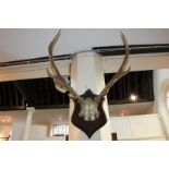 A set of stag's antlers mounted on an oak shield shaped plaque