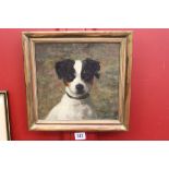 British School: Jack Russell terrier, oil on board, indistinct marks lower right. Framed. 9ins. x