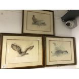 Amos Stage: Pen and ink drawings enhanced with watercolour. British wildlife, male and female