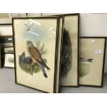 Book plates, Wolf & Richter, birds - Kittiwake Gull, Cuckoo, Lapwing and Kestrel, framed and glazed,