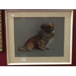 Cecil Aldin 1870-1935: Pastel study of a Pekingese. 20ins. x 16ins.