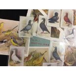 Bird Prints: 20th cent. Folio containing six prints depicting the "Birds of the UK". Issued by