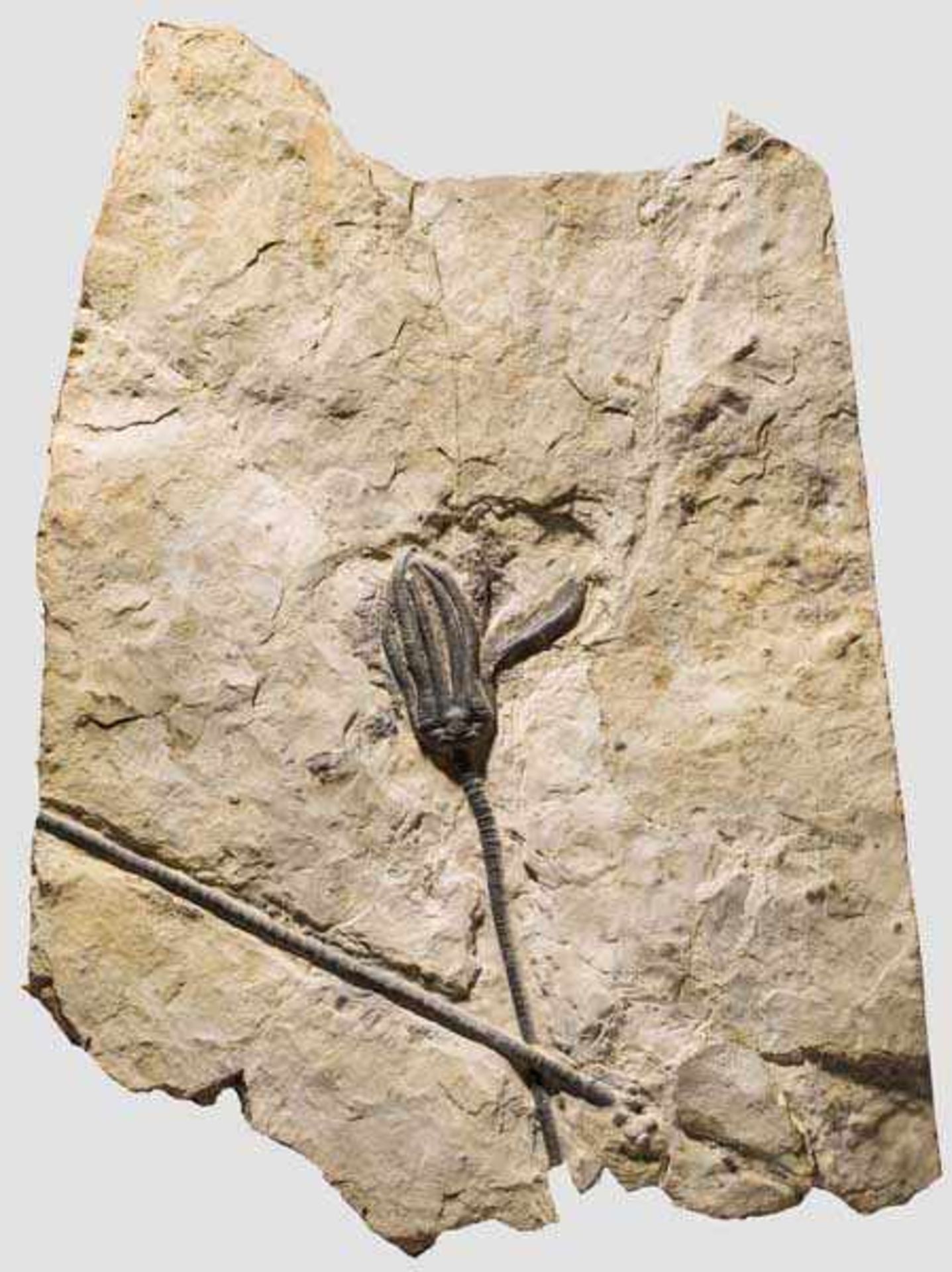 Fossilisierte Seelilie, ca. 80 Millionen Jahre alt Versteinerung einer Seelilie (Crinoidea) aus