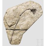 Fossilisierte Seelilie, ca. 80 Millionen Jahre alt Versteinerung einer Seelilie (Crinoidea) aus