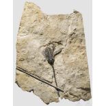 Fossilisierte Seelilie, ca. 80 Millionen Jahre alt Versteinerung einer Seelilie (Crinoidea) aus