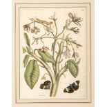 Maria Sibylla Merian (1647-1717), "Jasmin des Indes", Blatt VIII aus "Metamorphosis insectorum