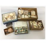 A COLLECTION OF SHELLS IN BOXES ALSO A SMALL COLLECTION OF MINERAL SAMPLES TO INCLUDE AMETHYST