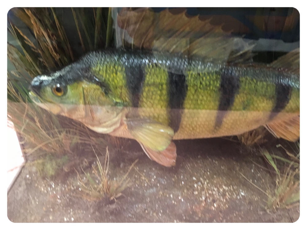 CASED TAXIDERMY STUDY OF A PERCH CAUGHT - Image 2 of 3