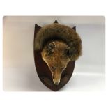 A TAXIDERMY SPECIMEN OF A RED FOX, SHIEL