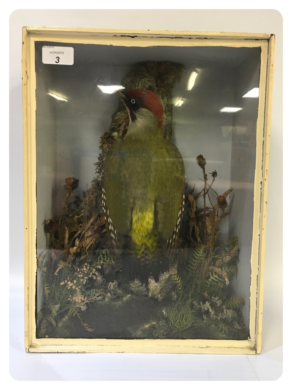 A CASED TAXIDERMY STUDY OF A GREEN WOOD