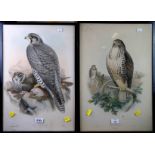 After J and E Gould and others A set of five 19th century coloured ornithological lithographs,