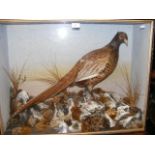 A Victorian stuffed and mounted Pheasant in glazed