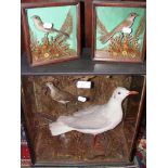 An old stuffed and mounted bird montage in glazed